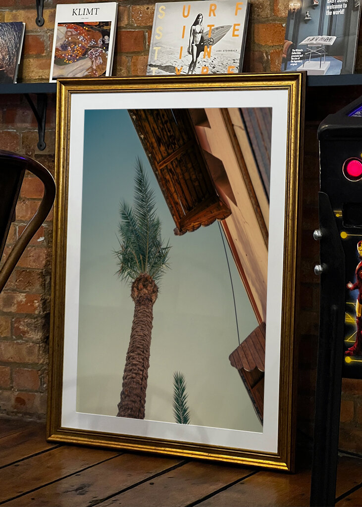 Palm tree in Morocco