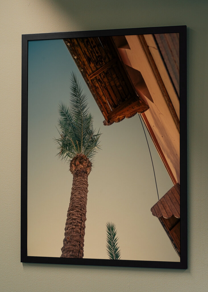 Palm tree in Morocco