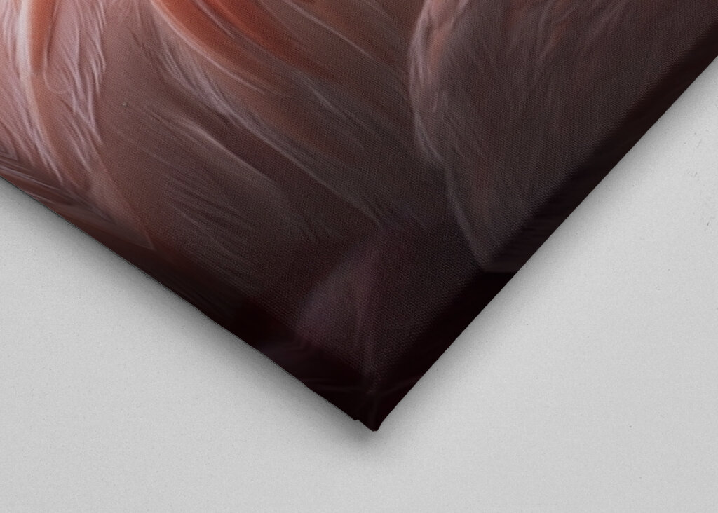 Il fenicottero e la rosa