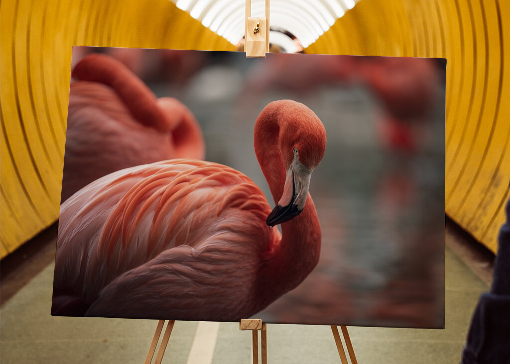 Il fenicottero e la rosa