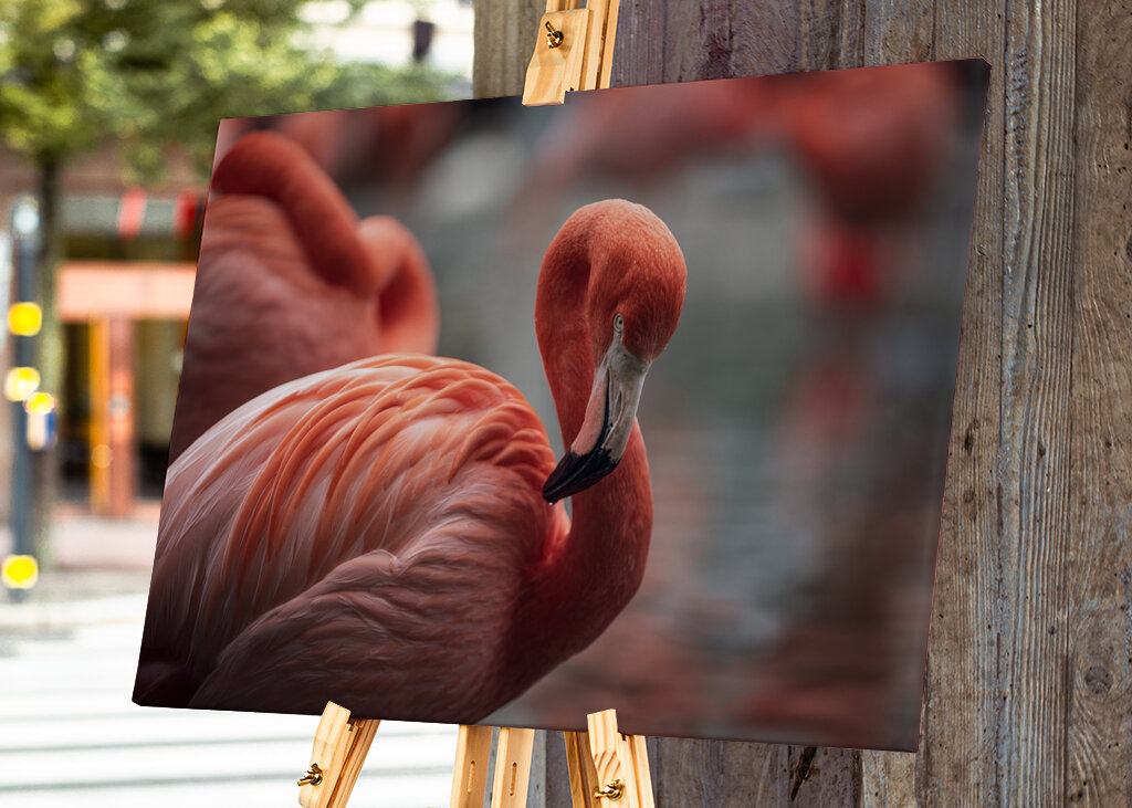 Il fenicottero e la rosa