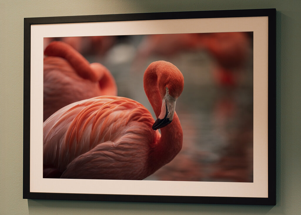 Il fenicottero e la rosa