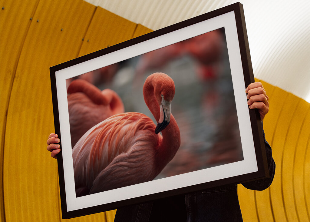 Il fenicottero e la rosa