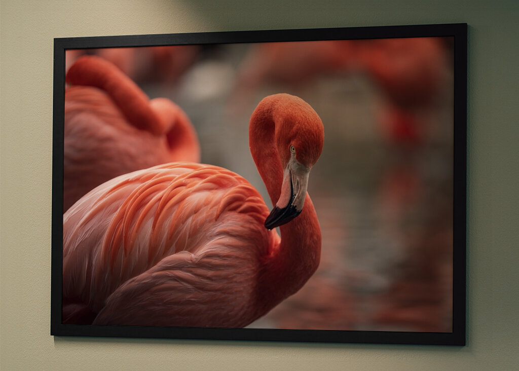 Il fenicottero e la rosa