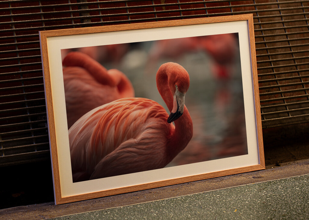 Il fenicottero e la rosa