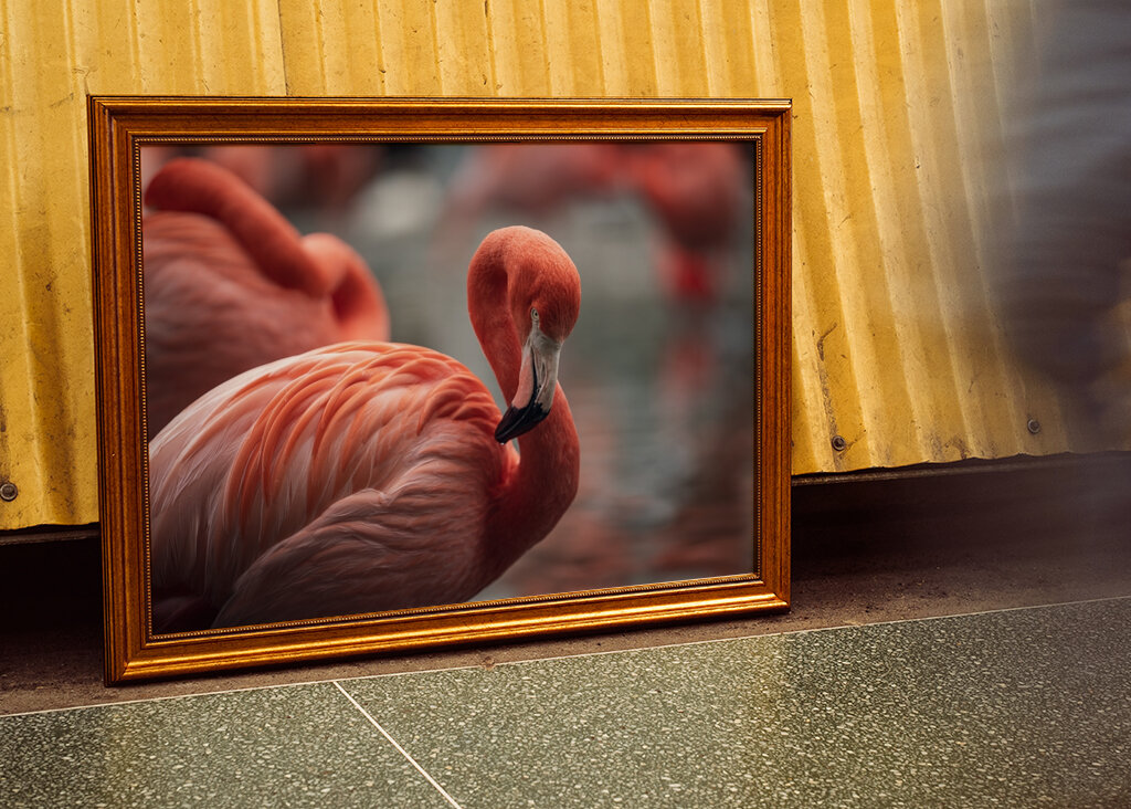 Il fenicottero e la rosa