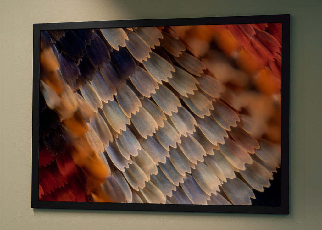 Textura de alas de mariposa