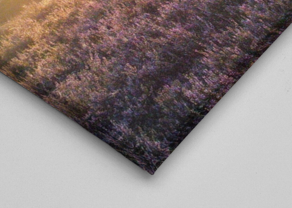 Morgenlicht über der Heide