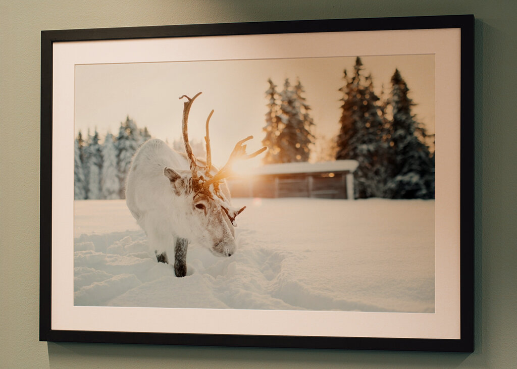 Puro nella retroilluminazione dorata