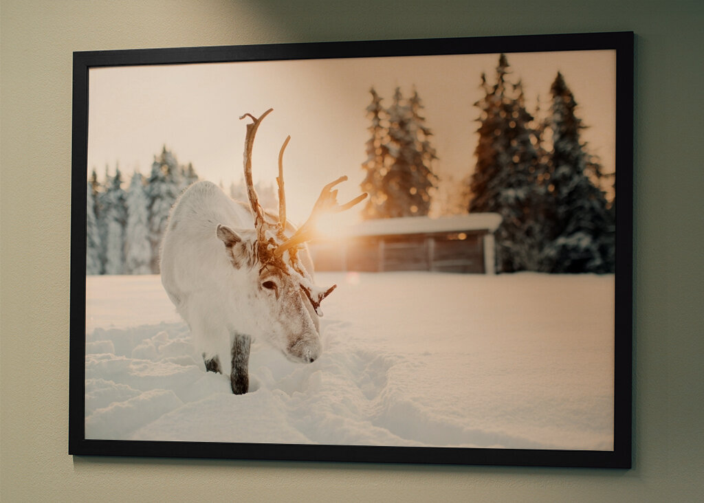 Puro nella retroilluminazione dorata