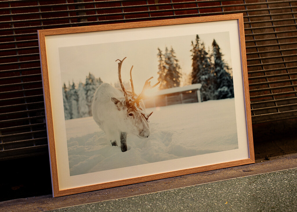 Puro nella retroilluminazione dorata