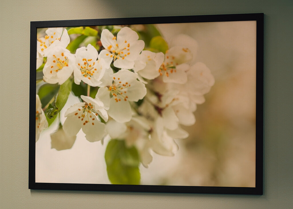 Cherry blossom dream          