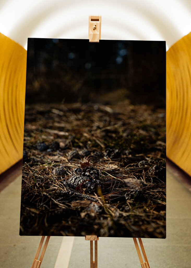 Tannenzapfen auf dem Boden