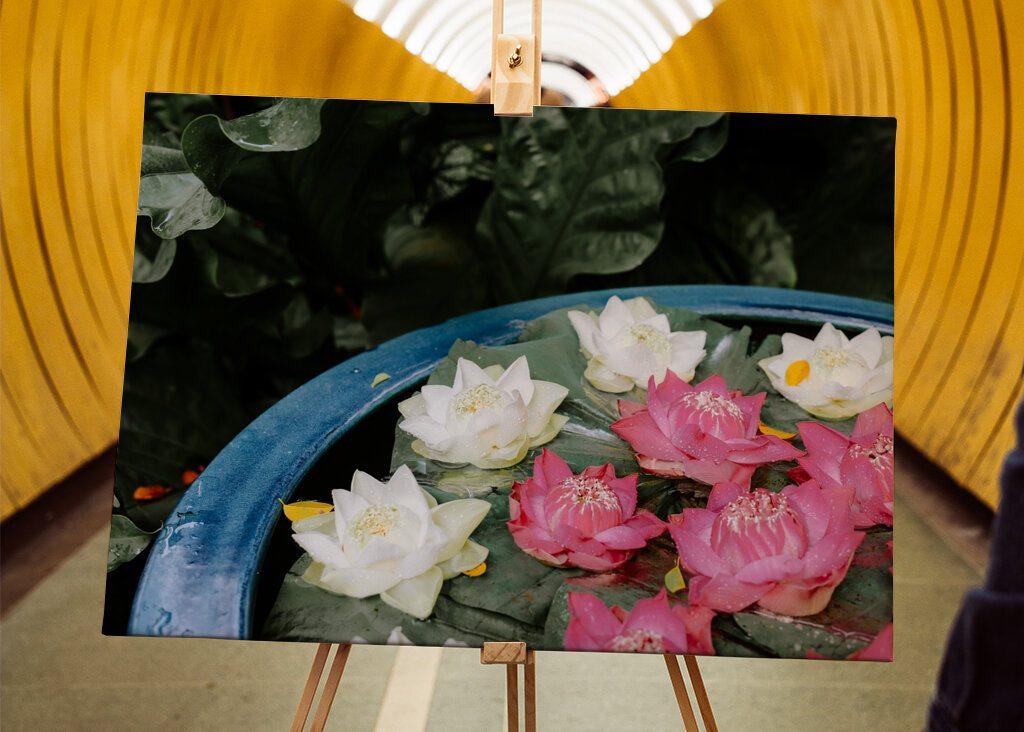 De bloemen van de lotusbloem