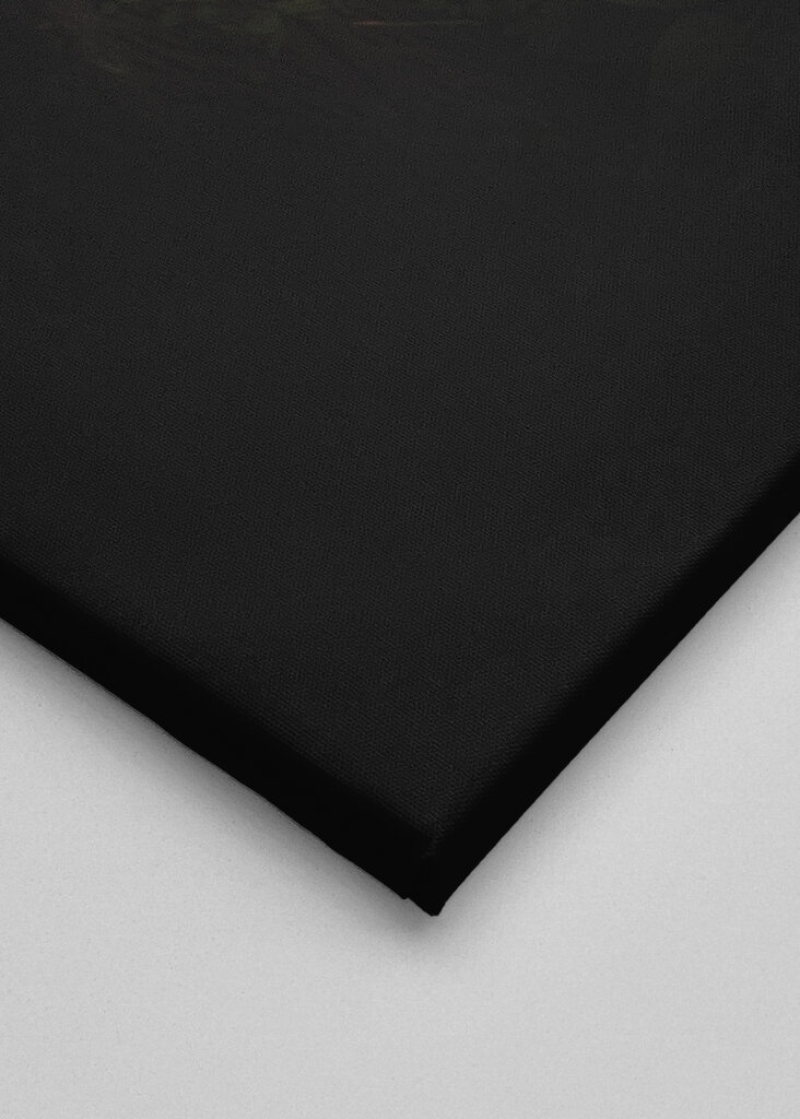 Kissa hiipii pensaiden sekaan