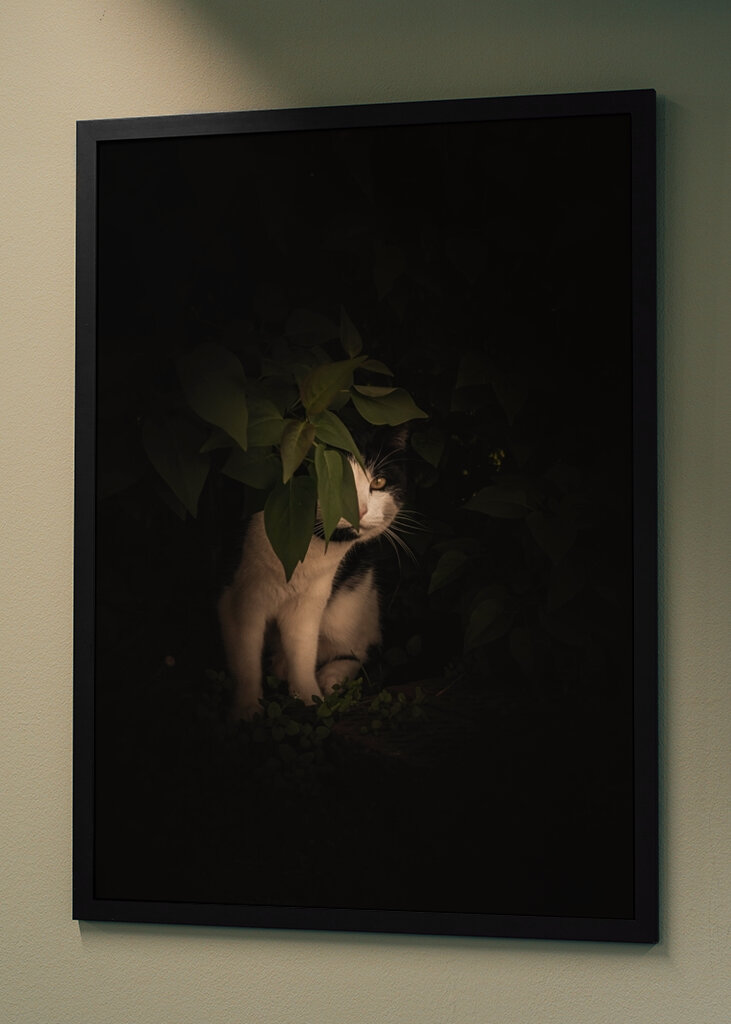 Kissa hiipii pensaiden sekaan