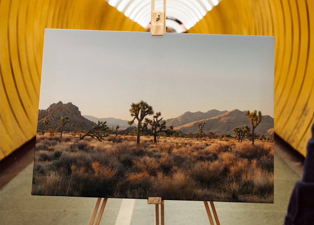 Joshua Tree Park Magic