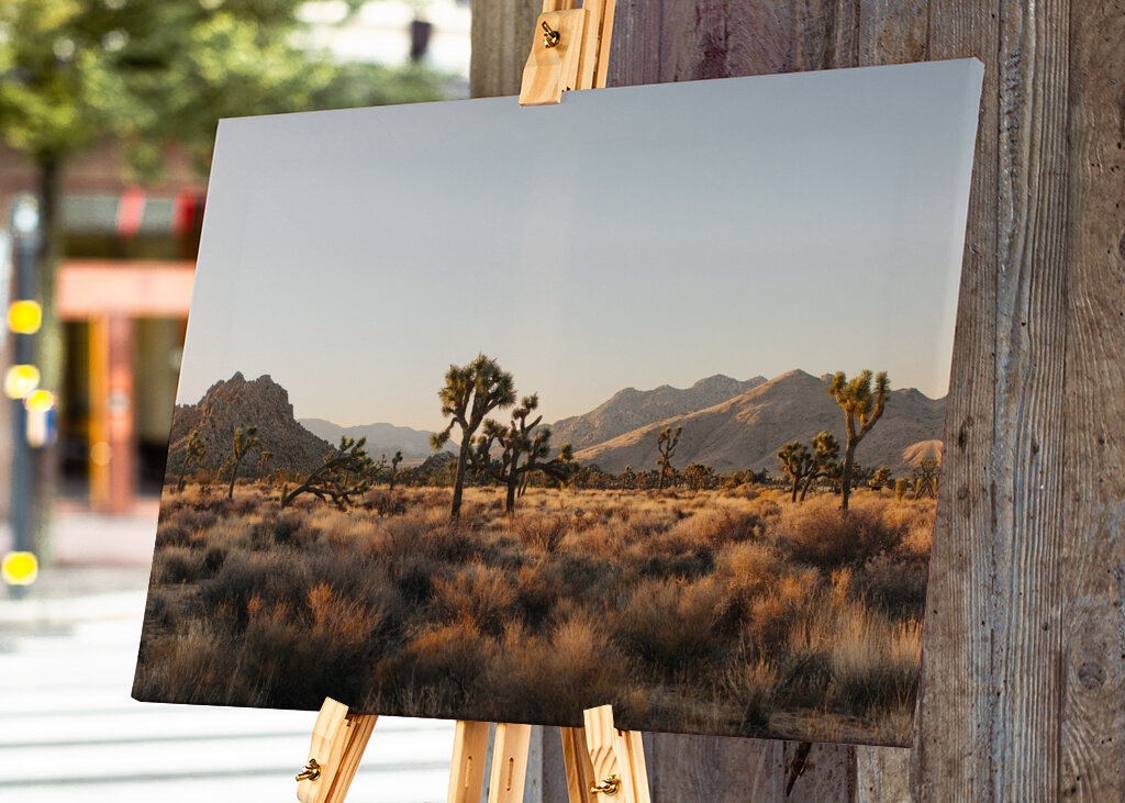 Joshua Tree Park Magic