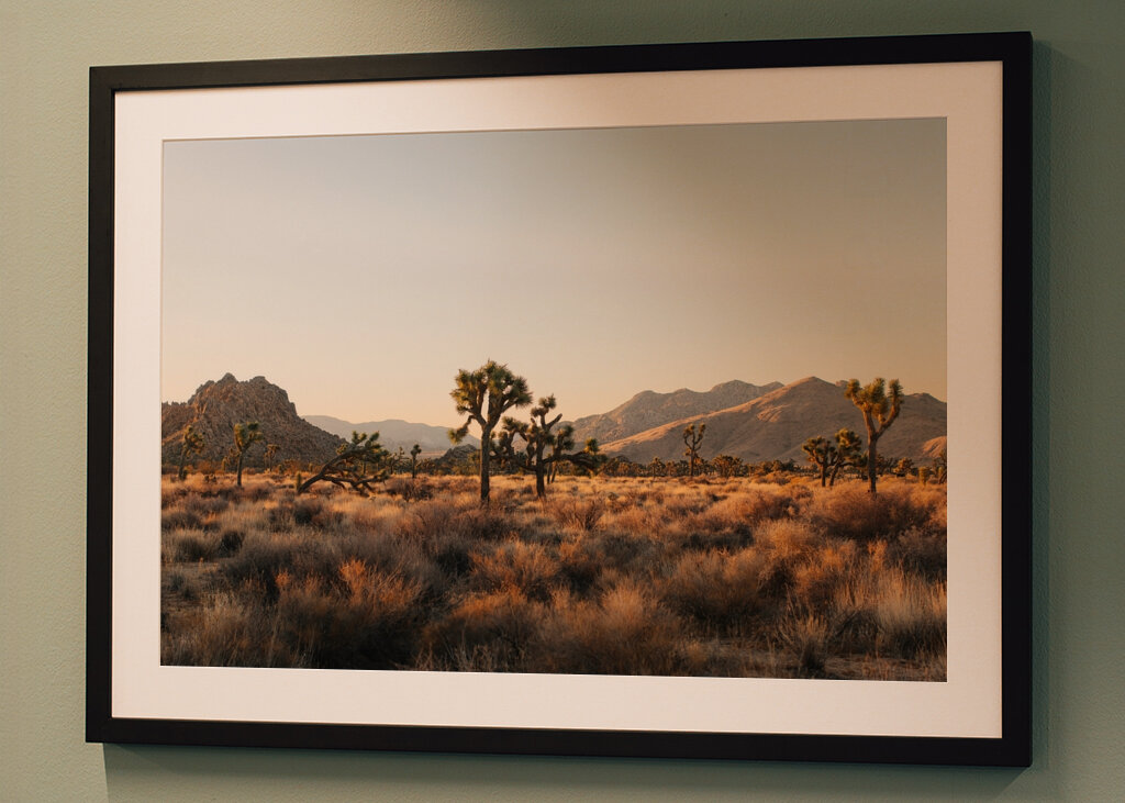 Joshua Tree Park Magic