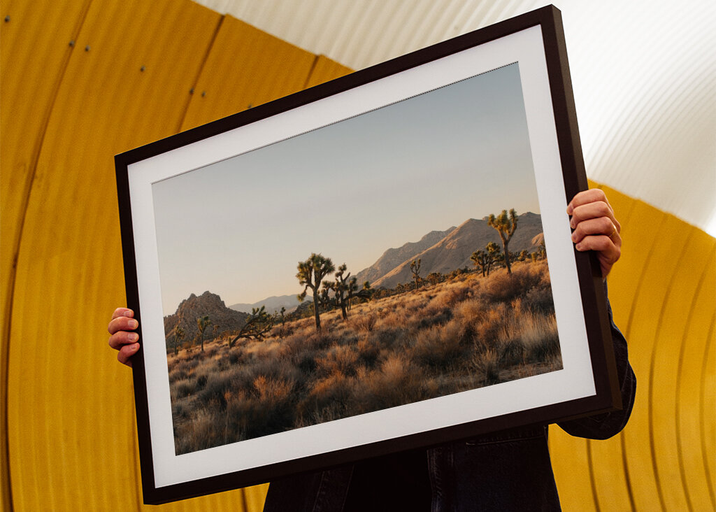 Joshua Tree Park Magic