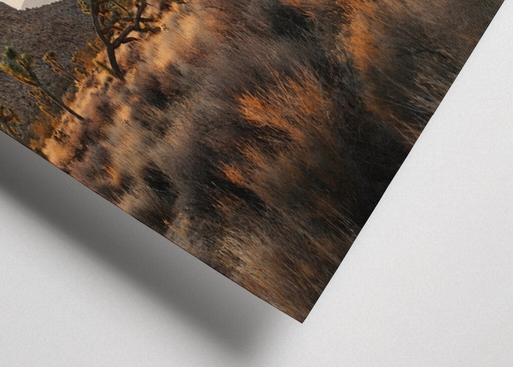 Joshua Tree Park Magic