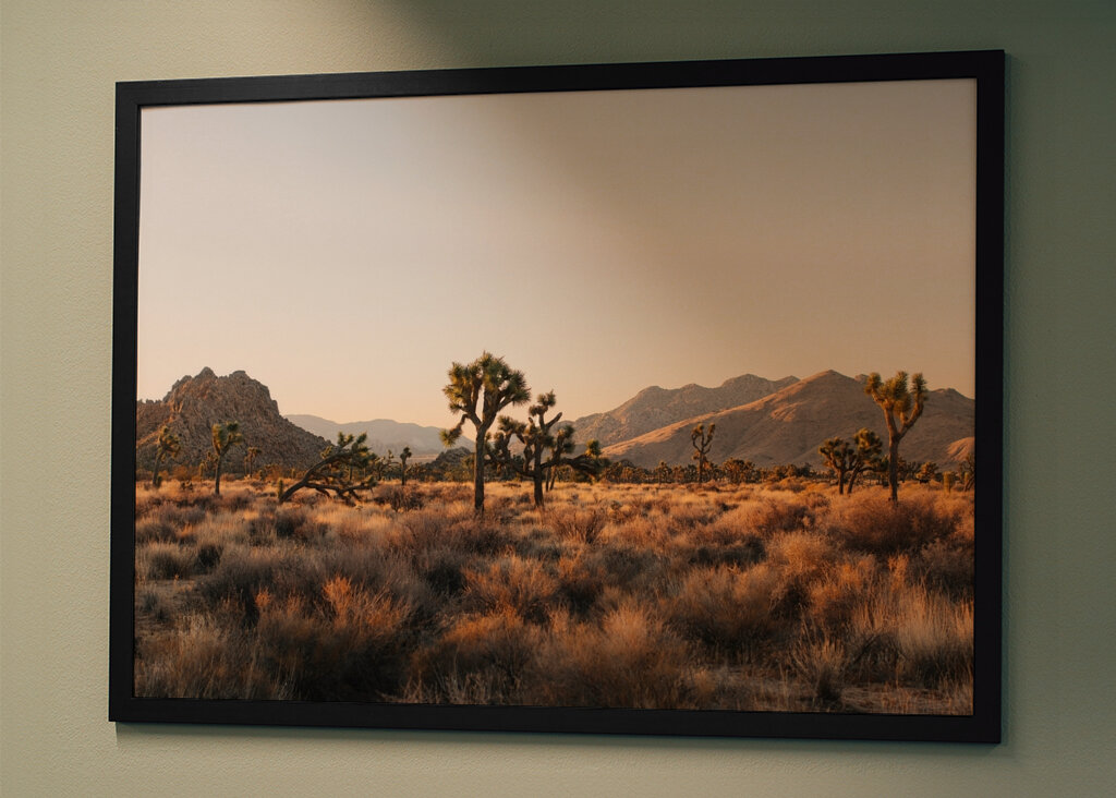 Joshua Tree Park Magic