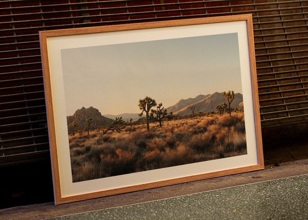 Joshua Tree Park Magic