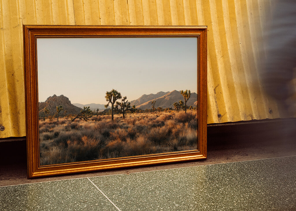 Joshua Tree Park Magic