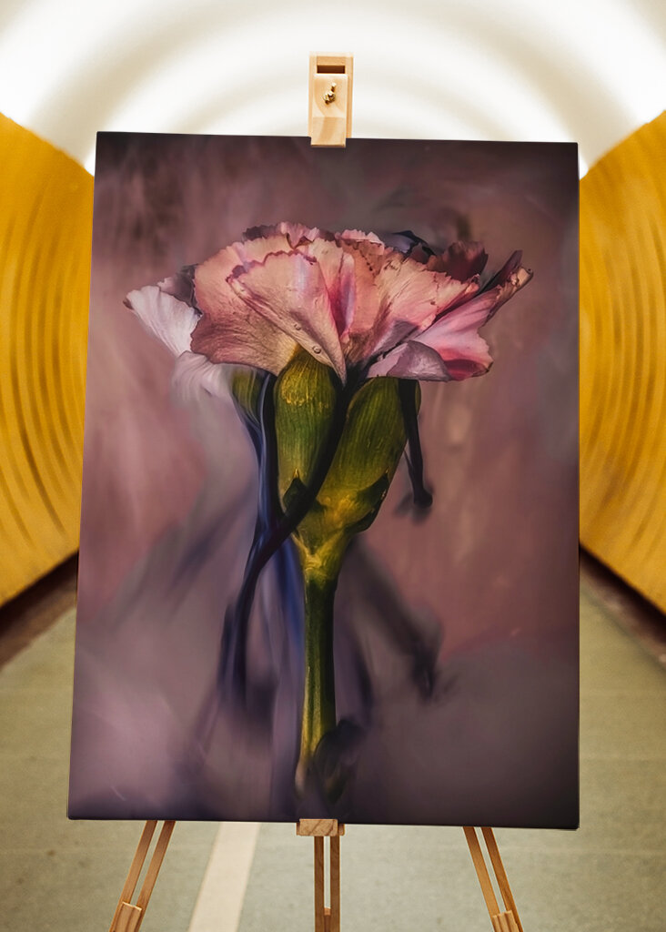 Untergetauchte rosa Nelke 