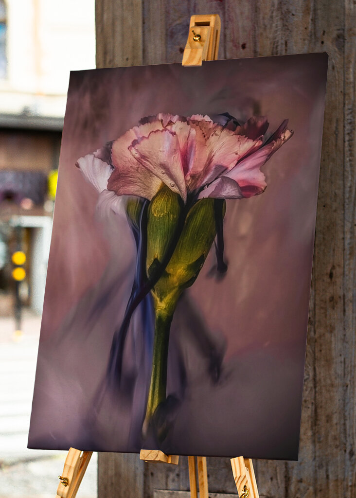 Untergetauchte rosa Nelke 