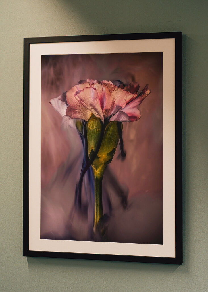 Untergetauchte rosa Nelke 