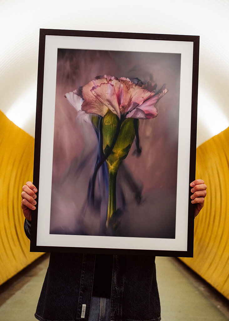 Untergetauchte rosa Nelke 