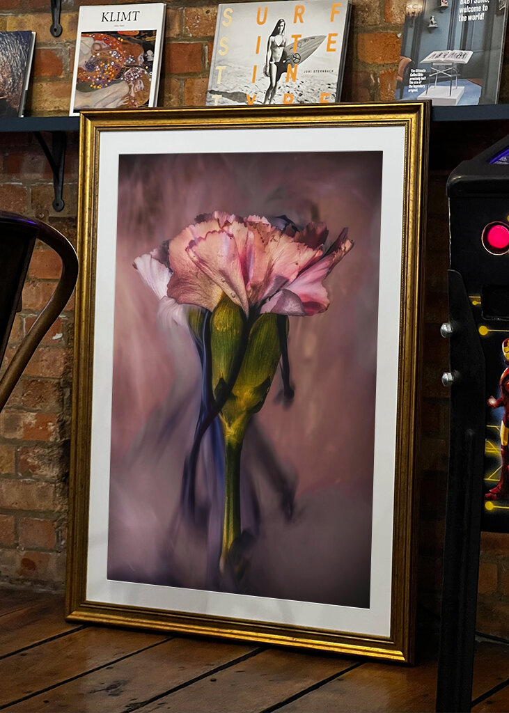 Untergetauchte rosa Nelke 