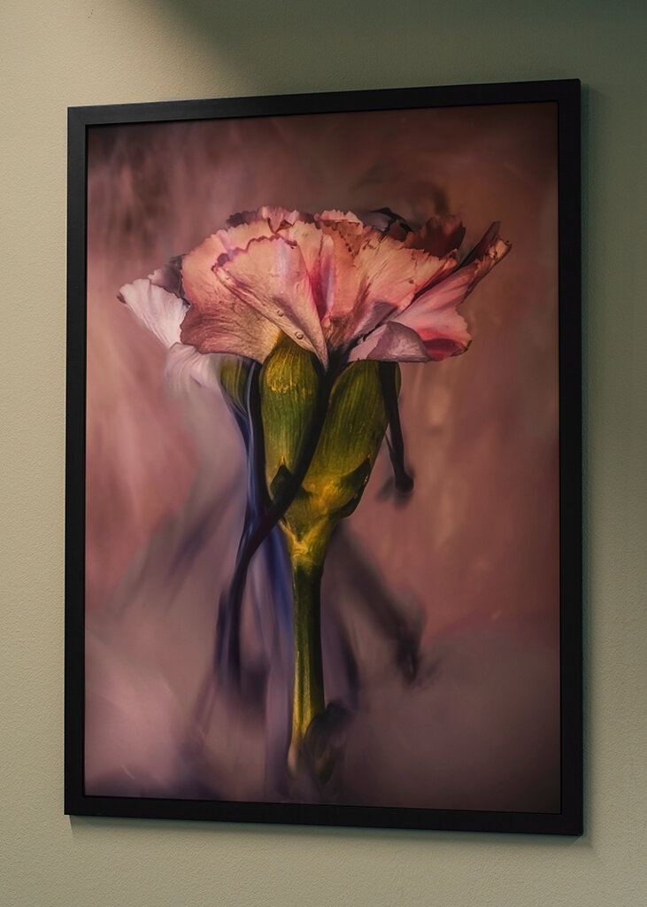 Untergetauchte rosa Nelke 