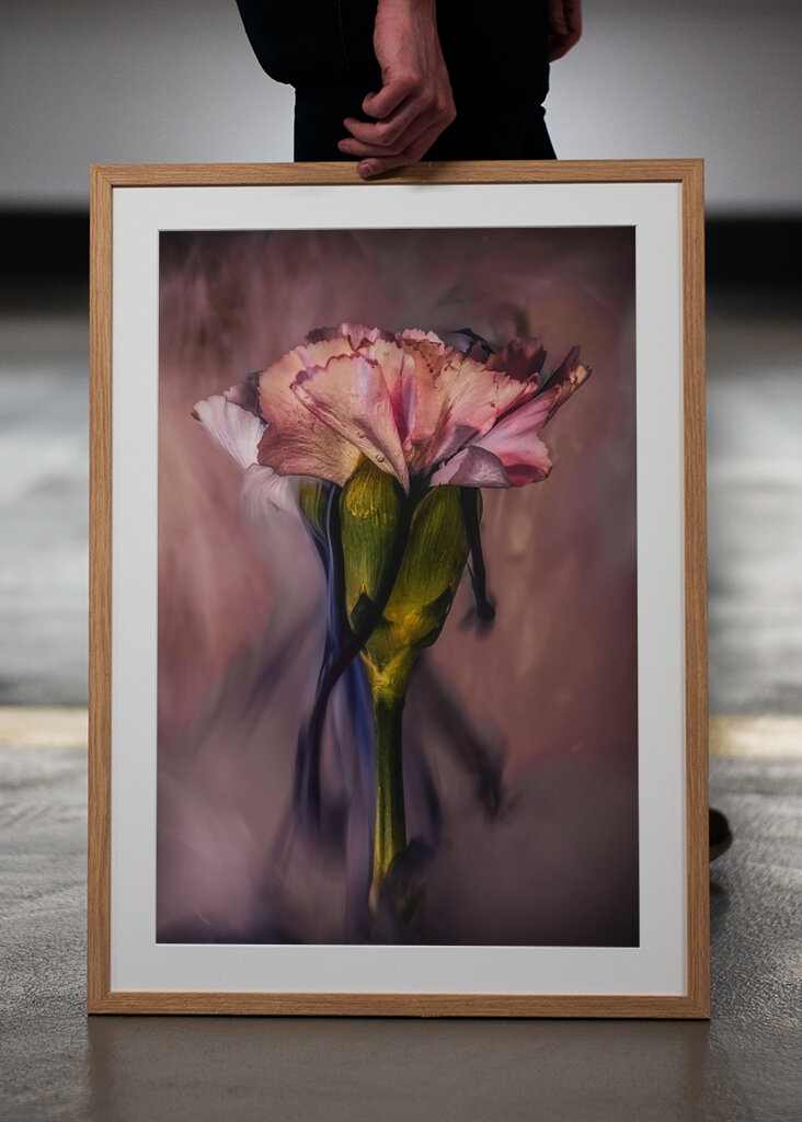 Untergetauchte rosa Nelke 