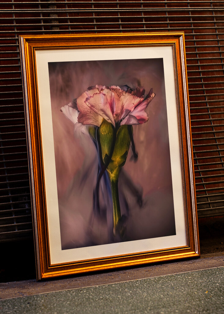 Untergetauchte rosa Nelke 