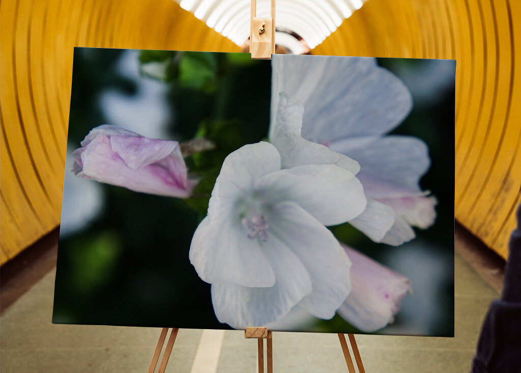 White Blossom in Summer Light
