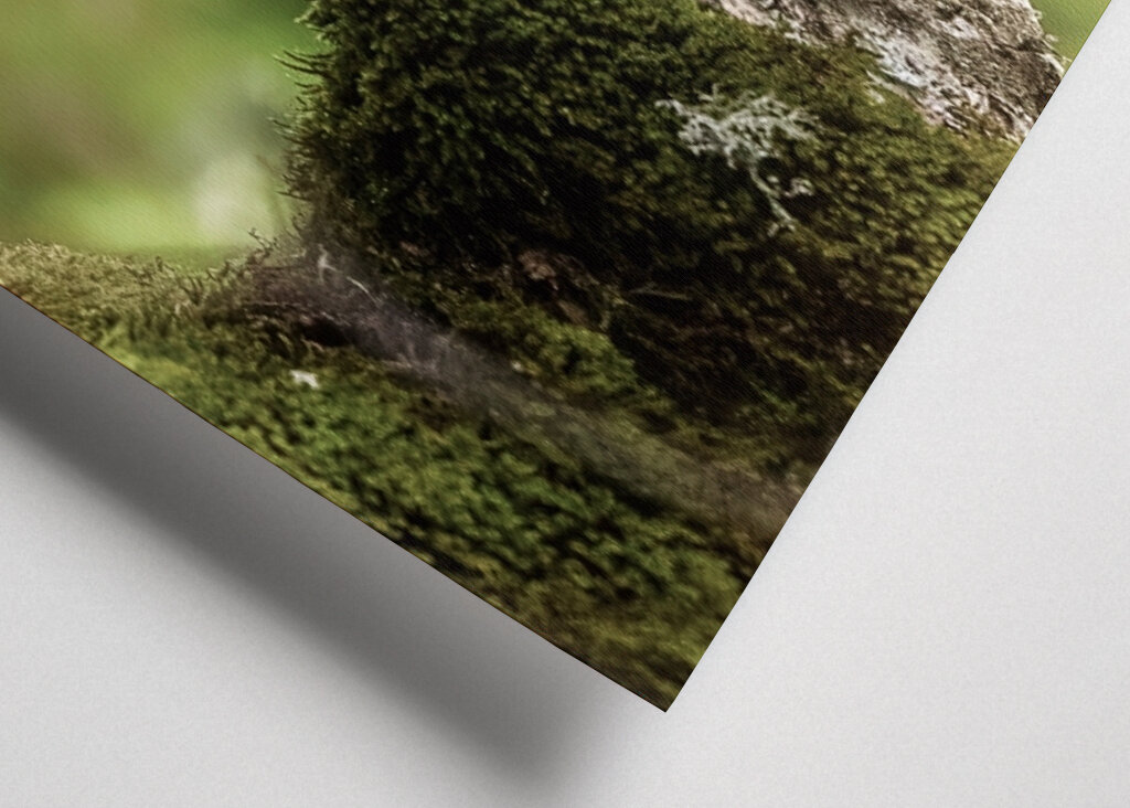 The Creature in the CastlePark