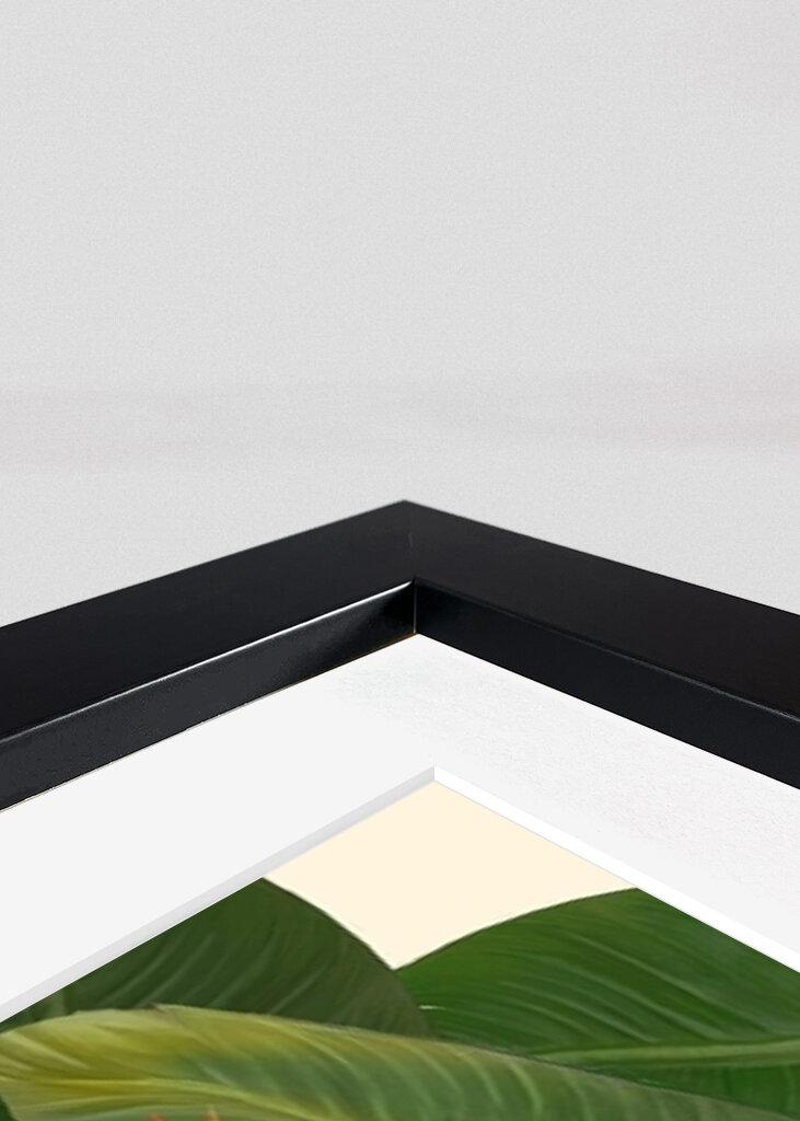 Birds of Paradise botanical pr