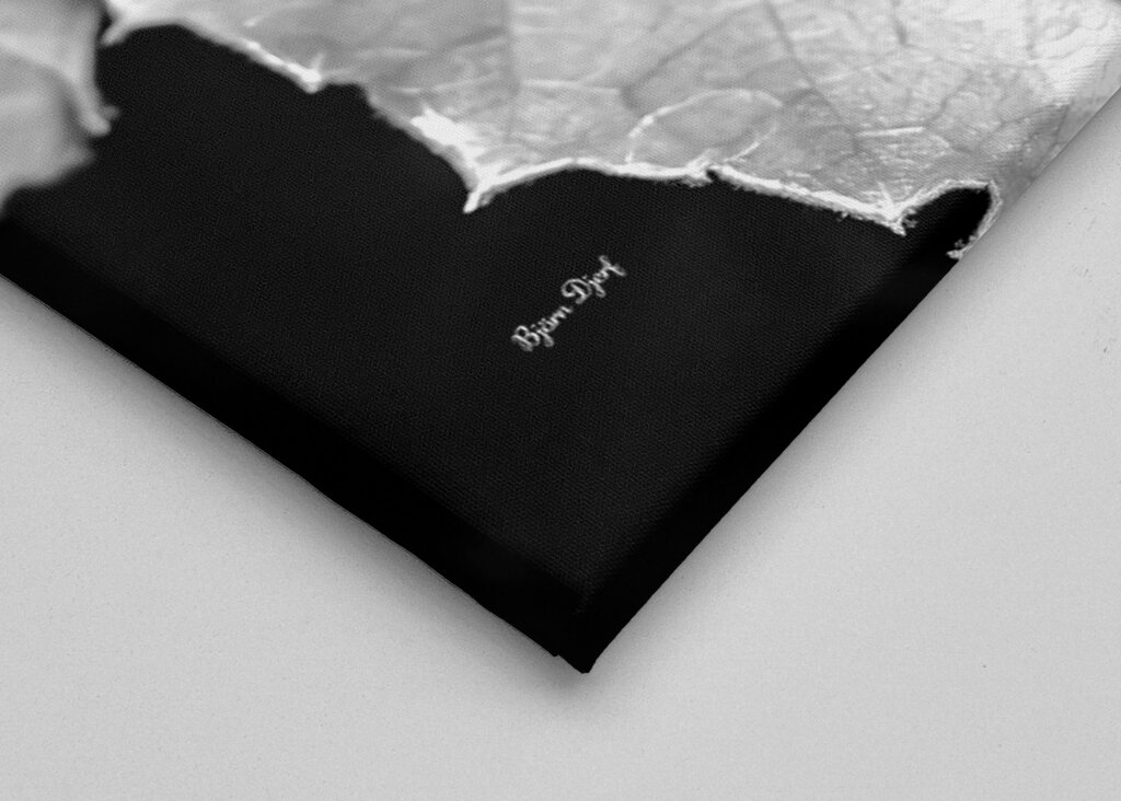 The beautiful butterfly