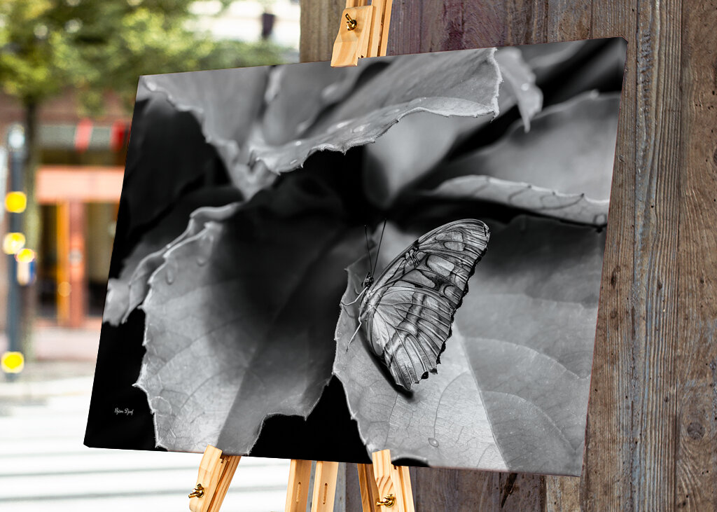 The beautiful butterfly