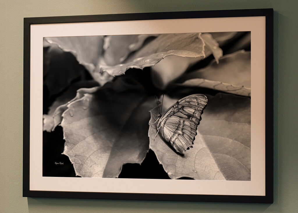 The beautiful butterfly