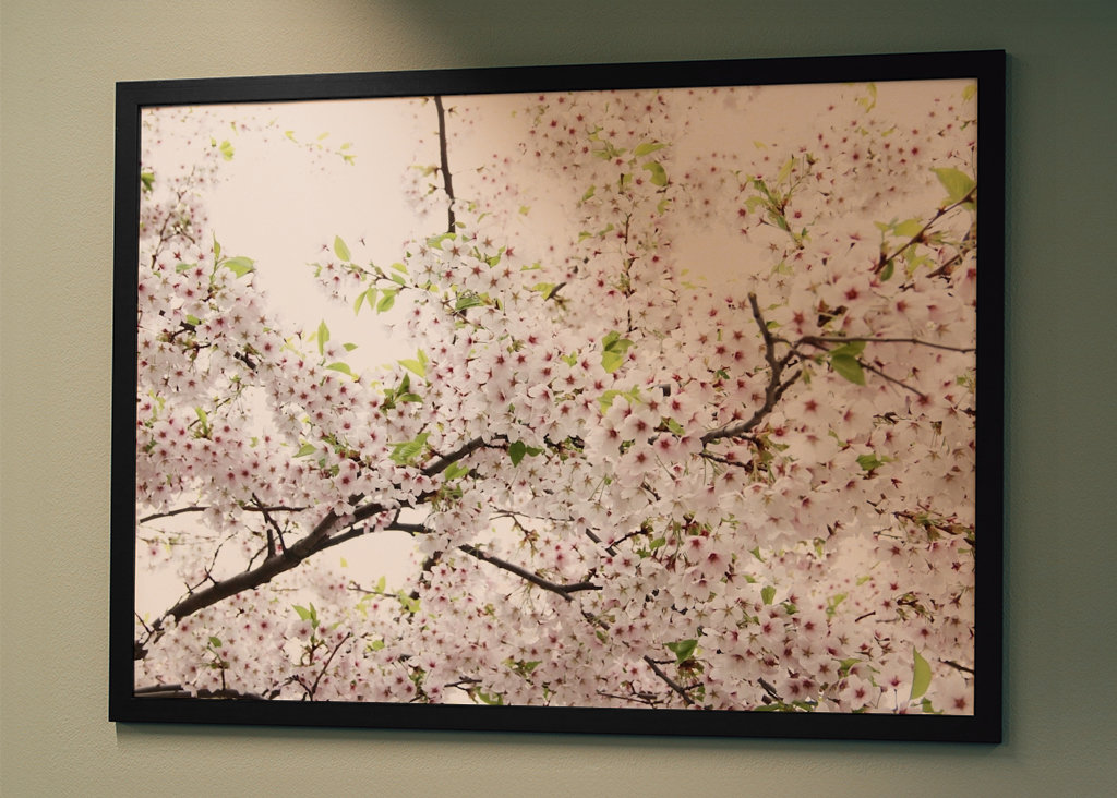 Flores de cerejeira em branco