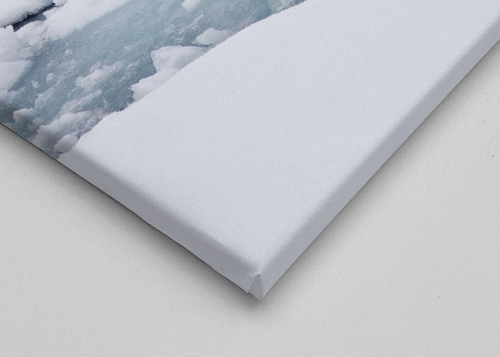 Ourson polaire curieux