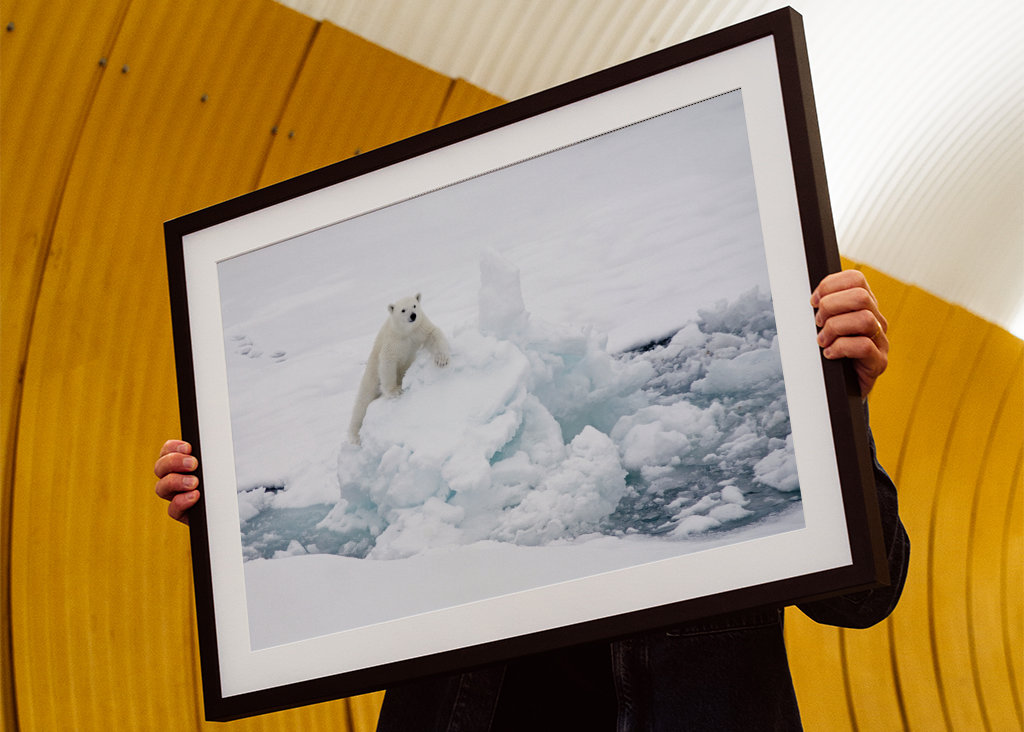 Ourson polaire curieux