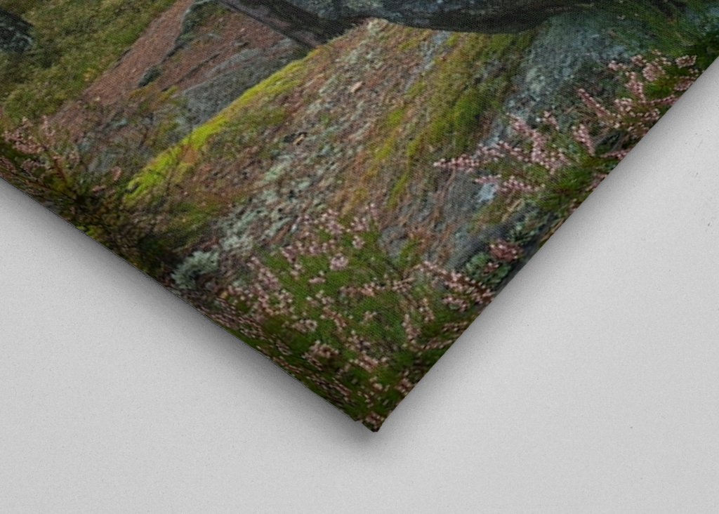 Kamień i las w porannym świetle