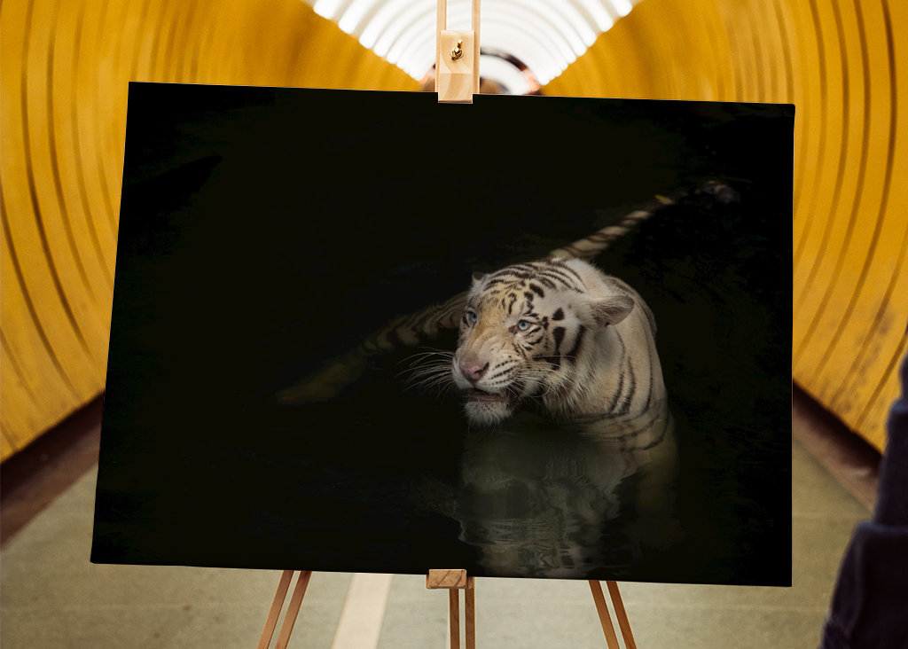 Swimming tiger