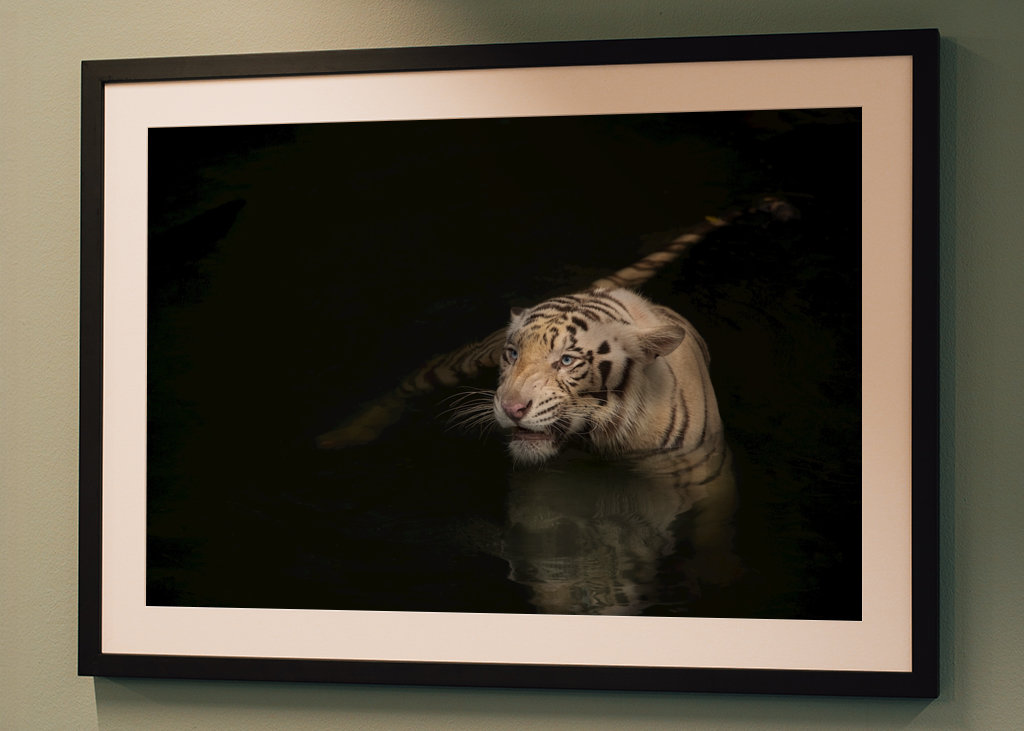 Swimming tiger
