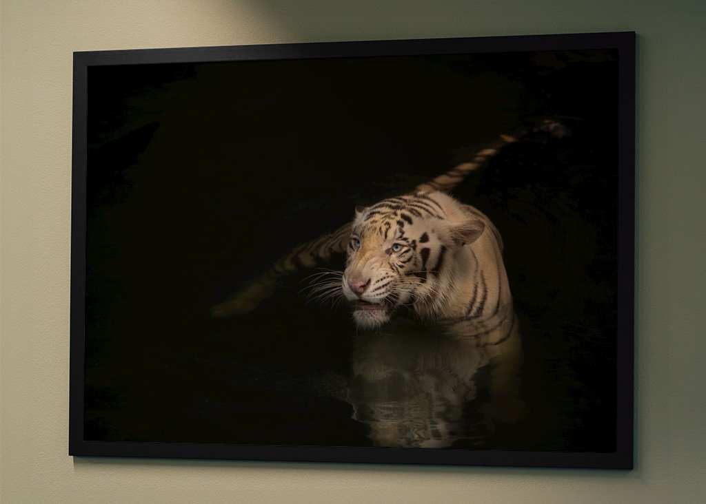 Swimming tiger