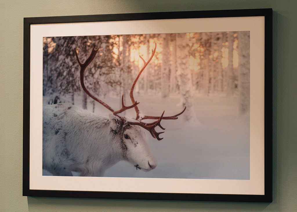 Rensdyr ved solnedgang